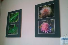 Kateřina Morávková