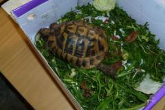 Soutěž  - Prittel - želva